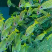 さくら