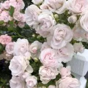 ♡の画像