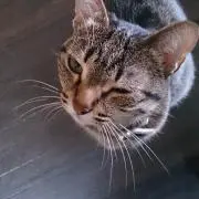 mimiyo