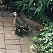 アン