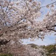 桜空 プロフィールを一読お願いします。の画像