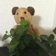 はるの画像