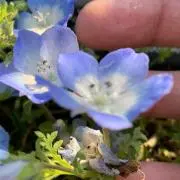 週末農園ぽんぽんの画像