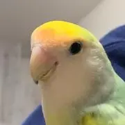 ☁ぴろろ☁の画像