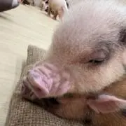 たこやきの画像