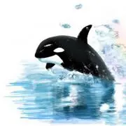 シャチの画像