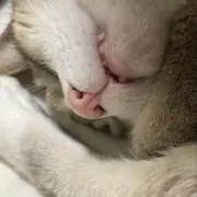 猫の写真送ってくださいの画像