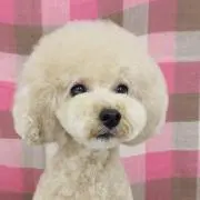 Josephの画像
