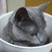 青依