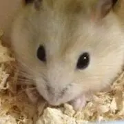 ぽこた