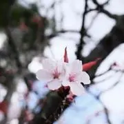 Image of はな