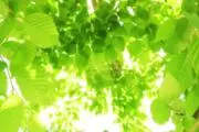 みどり