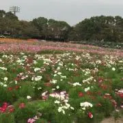 au32291risの画像