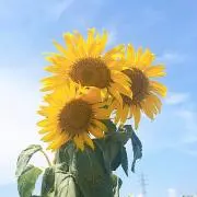 ひろ【値下げ交渉可】