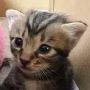 ラオウ^_−☆の画像