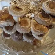 もちぶた