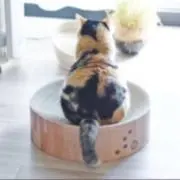 ドキンちゃんの画像