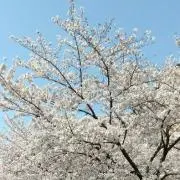 Tkの画像