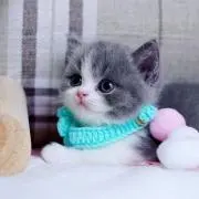 にゃこ