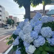 さるさるの画像