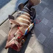 魚民