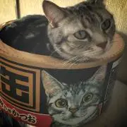 nekobayashi.