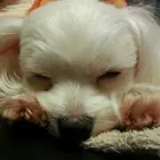 JOON