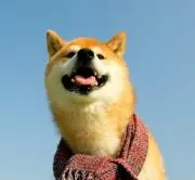 わん