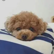 たんたん