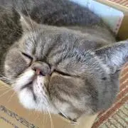 にゃんこ