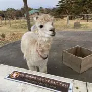 gggggの画像