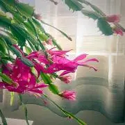sisioumaruの画像