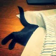 Rinちゃん