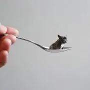 コウタケ
