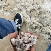 堀胃千亜妃