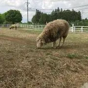 かみち ・発送遅くなりますの画像