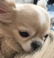 てんてん