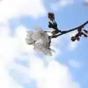 みつ【プロフ必読】《値下げ期間実施中》の画像