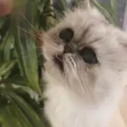 シモン