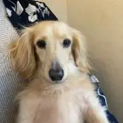 もしゃみ