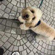 テツの画像