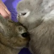 ヒロっ熊の画像