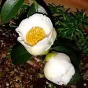 白椿の画像