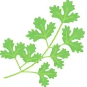 香菜　7/18-24発送・返信できませんの画像
