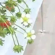 つゆの画像