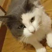 ぷーの画像