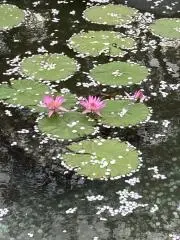 わらびもち