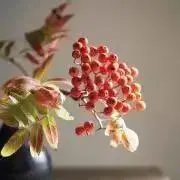 ななかまどの画像