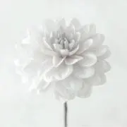 little blueの画像