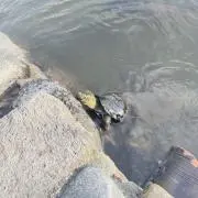 はたの画像